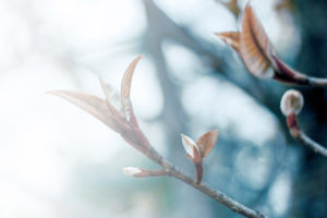 blurred tree buds