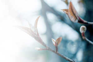 tree leaves and buds in sun