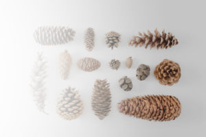 pine cone array