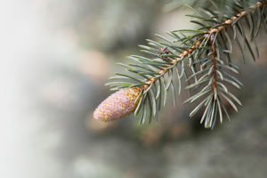 pine cone growth (2)