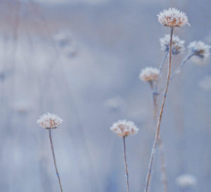 frozen flower buds