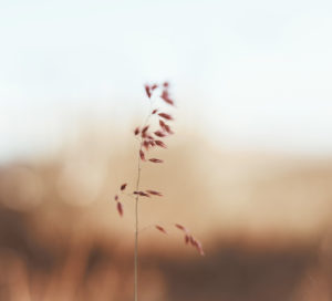 wheat in wind