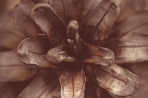 Vintage pine cone