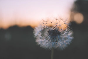 Dandelion