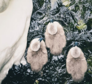 ducklings