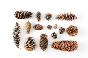 Pine Cones all shapes and sizes