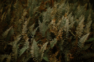 leaves