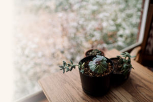 succulents sitting in the window